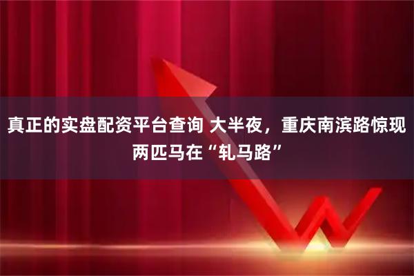 真正的实盘配资平台查询 大半夜，重庆南滨路惊现两匹马在“轧马路”